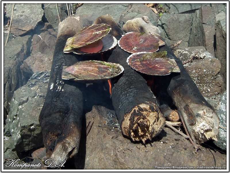 Гребешок по дикому (Авторские фотографии)