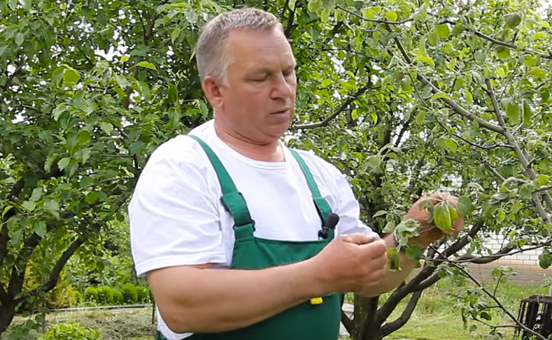 ПОЧЕМУ ГРУША СБРОСИЛА НЕ ЗРЕЛЫЕ ПЛОДЫ | YouTube канал: "САД НА ВСЕХ ШИРОТАХ"