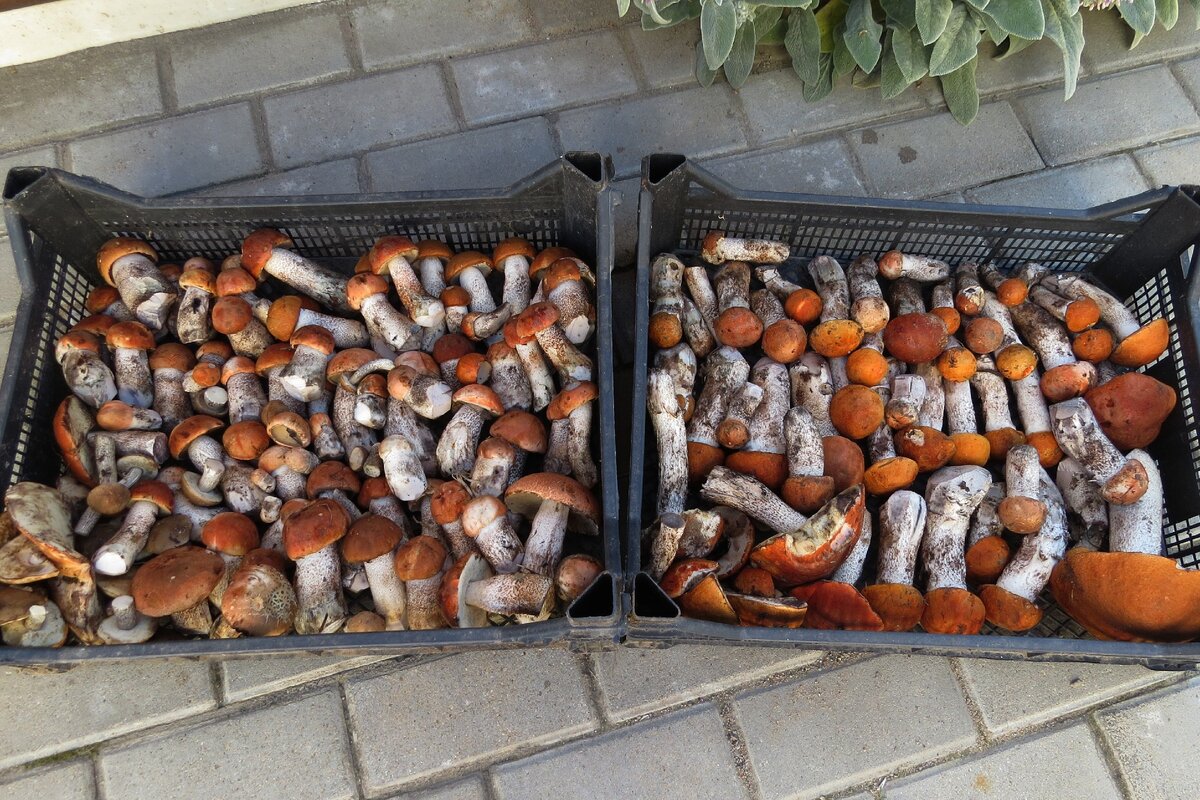 Когда нет белых, то собираю красные.Фото автора, результат утреннего, до работы вояжа в местный молодняк.