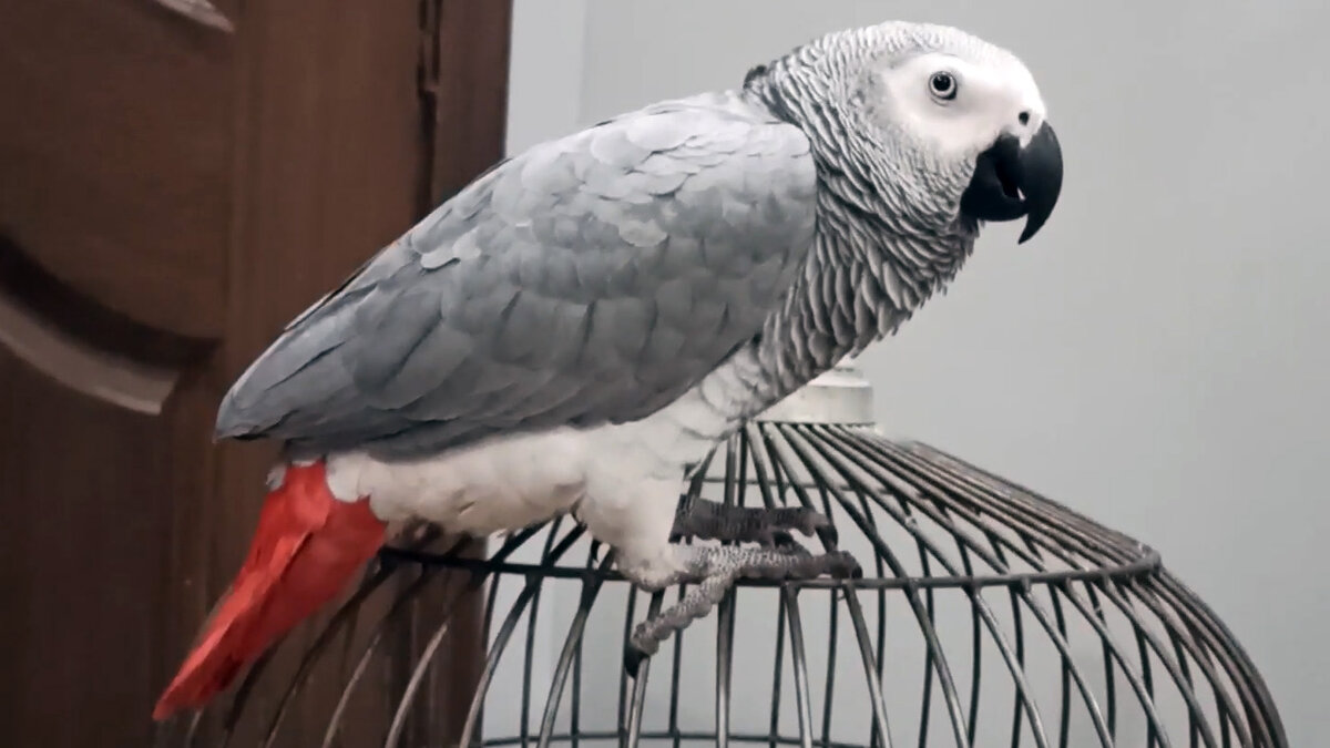Говорящий попугай 4. Жако Калита. Калита попугай пепельный. Попугай Калита домашние серый. HF 2035 говорящий попугай.