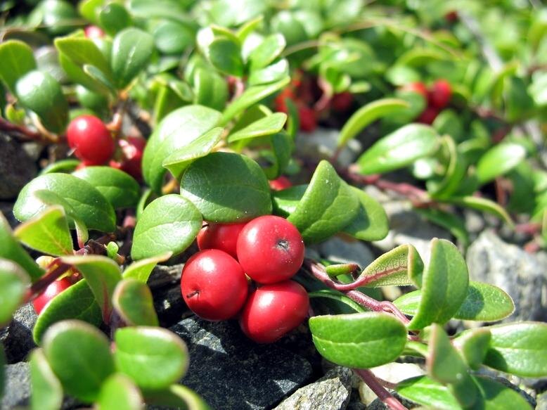 Куст толокнянки!