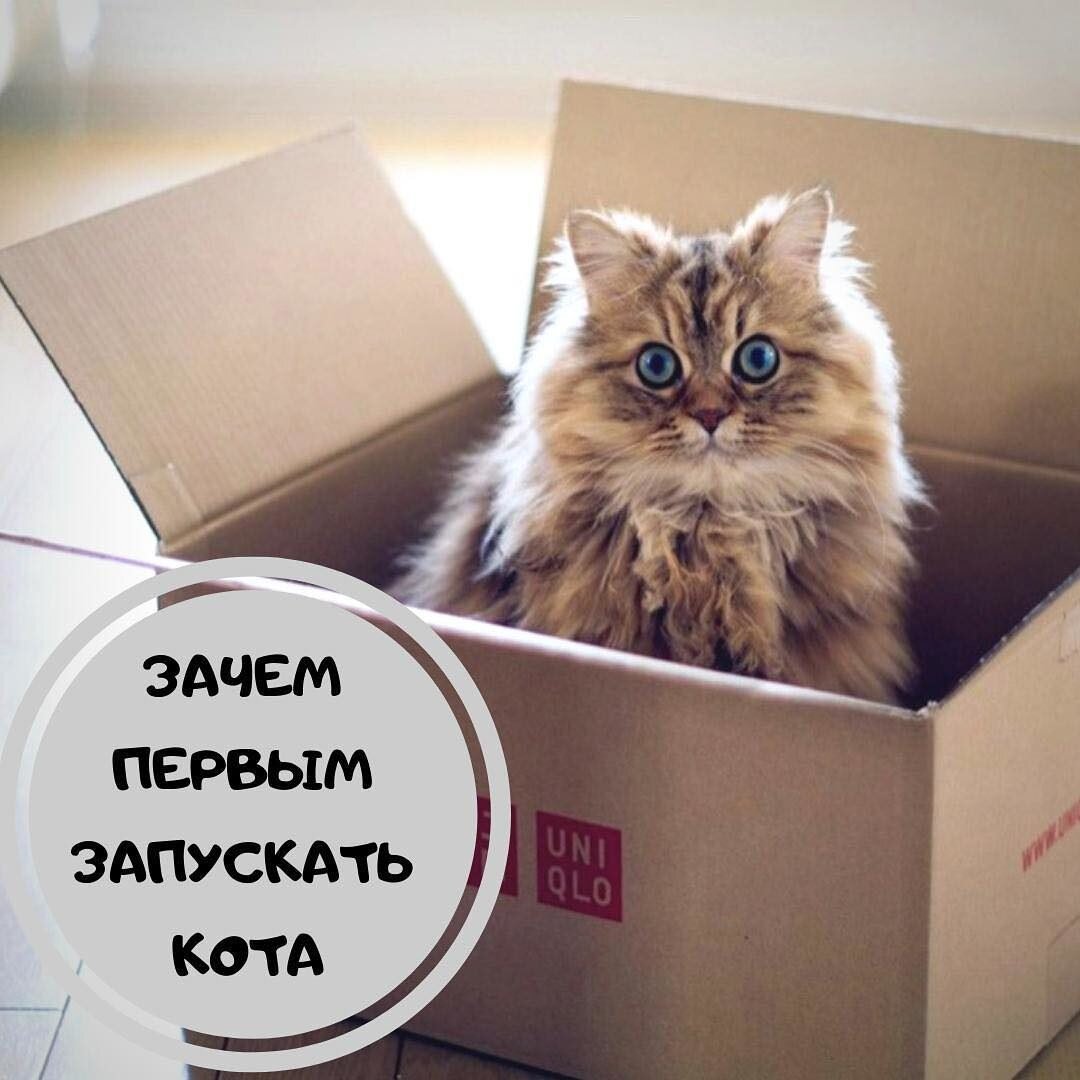 Запусти кота