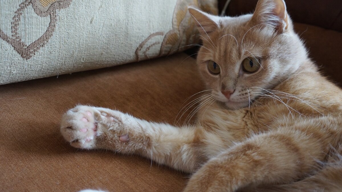 Кот Пуш неодобрительно смотрит на безалаберных хозяев