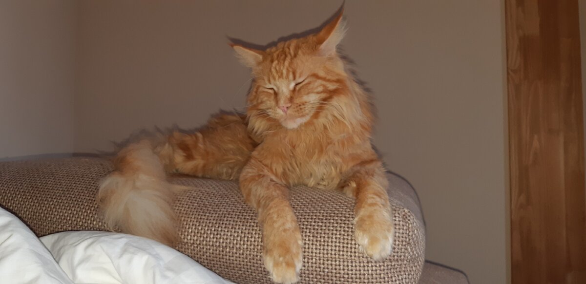 Мейн-кун Барсик. Листайте вправо. Фото автора. 