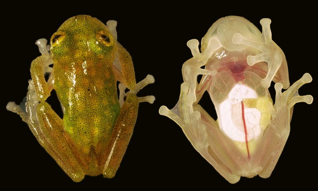 (лат. Centrolenidae)