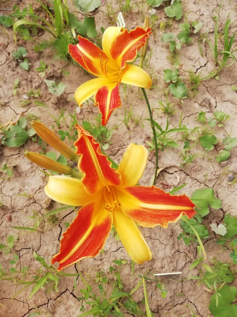 Как по мне, так в жизни лучше, чем на картинке поставщика, правда?