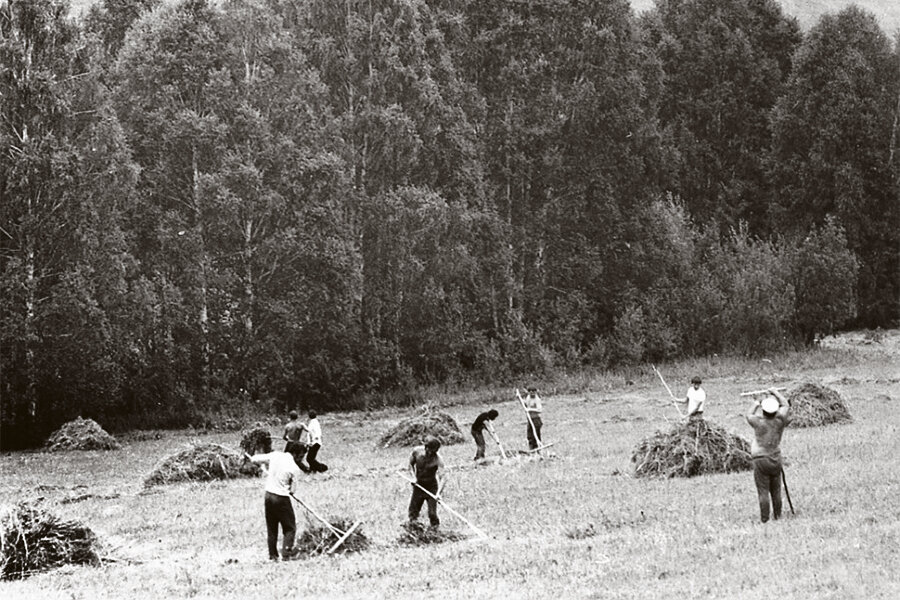 Фото: Александр Наумов. Снимок сделан с другого покоса и лишь косвенно иллюстрирует публикацию