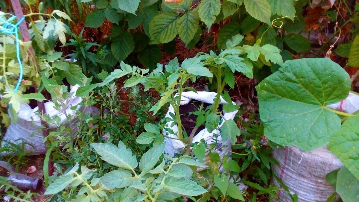 вот пара у основания, так и оставил