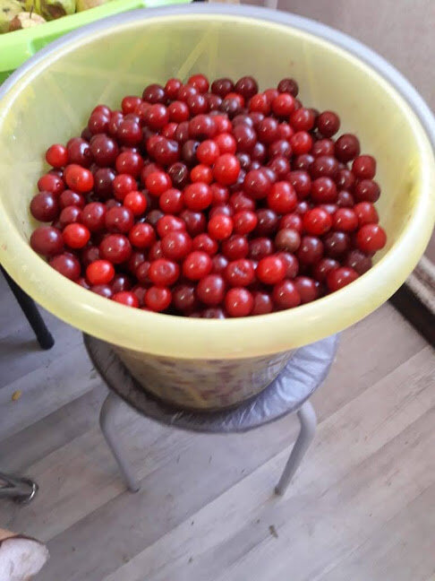 Фото №1. Вишня собственной персоной.