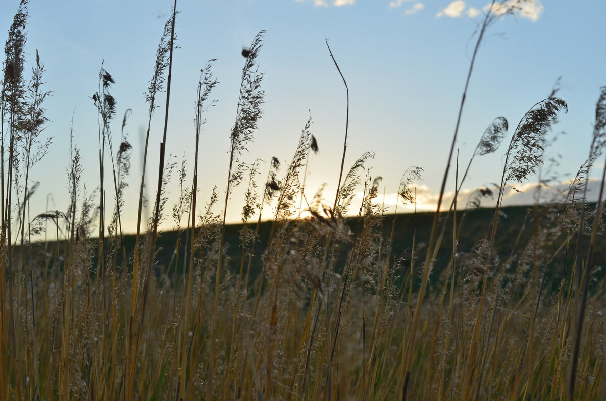 Камыш на берегу зарастающего озера Кенон