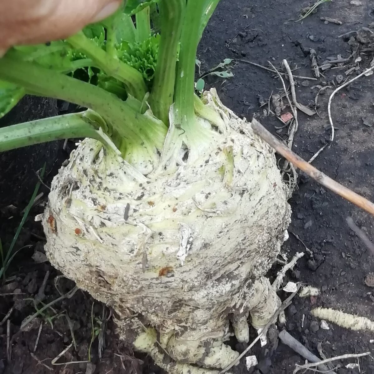 Так он и рос. Ничего не делала, только высадила рассаду и поливала...