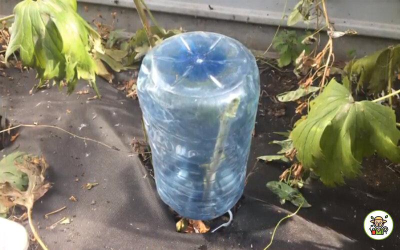 Укрытие дельфиниума при помощи пластиковой бутыли