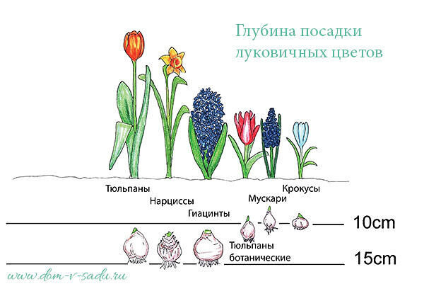 Схема посадки тюльпанов?