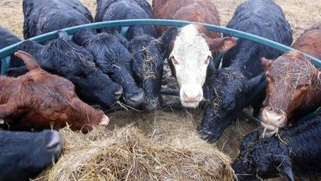 Кормушка для коров купить в Хабаровске - цена от фирм и частников на Проминдекс