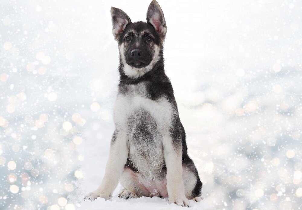 Яндекс.Картинки