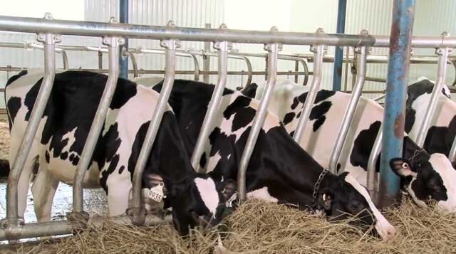 Современное привязное содержание коров в специально приспособленных для этого помещениях позволяет фермерам сделать производство мяса и молока значительно более выгодным.-2