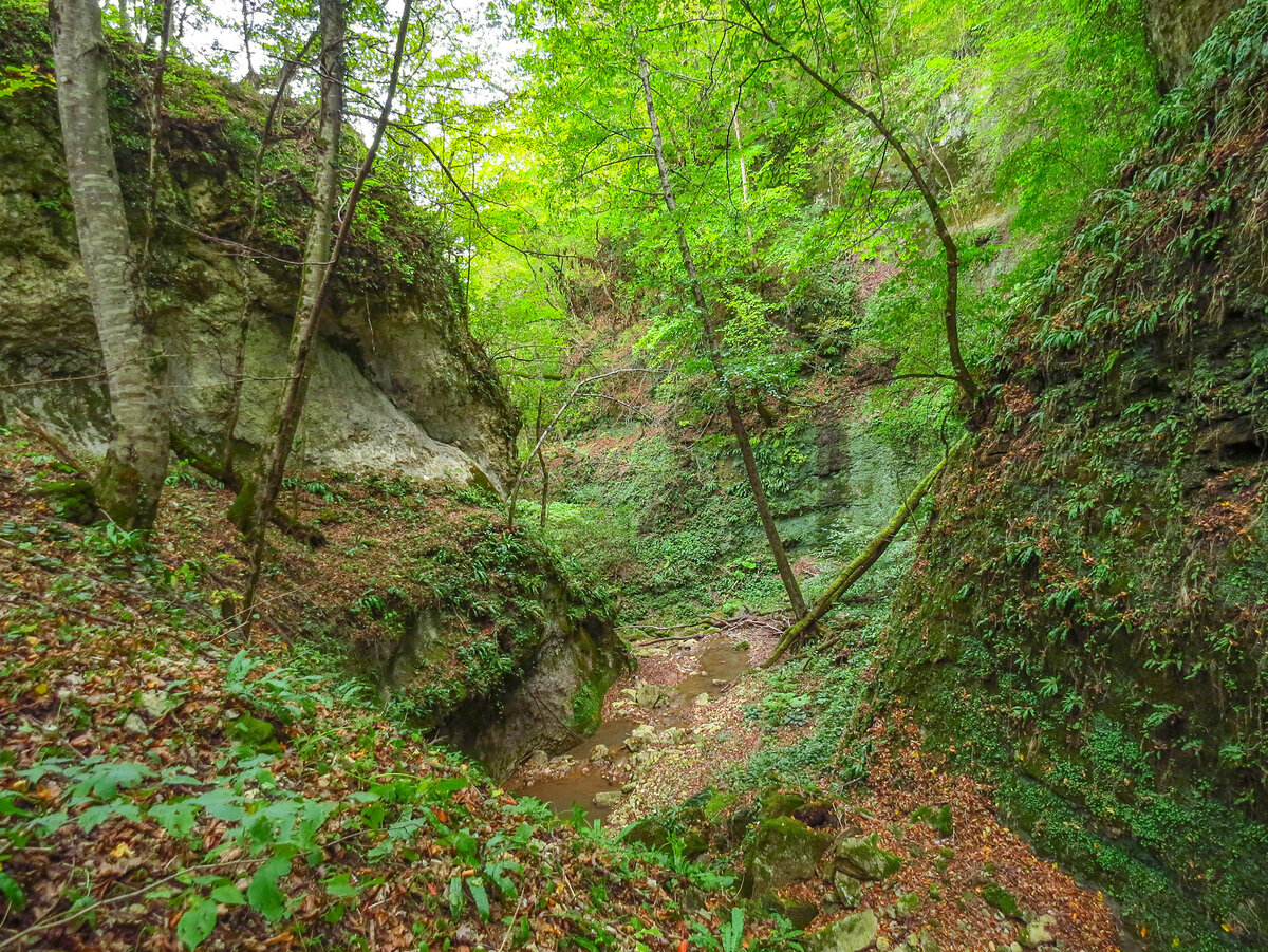 Гаузупское ущелье светлогорск фото