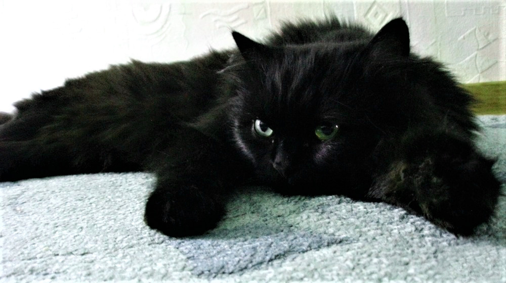 Тишка уже домашний