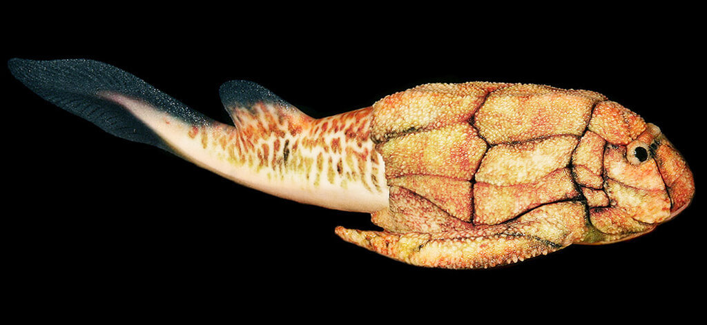 Если бы рыбы могли придумывать супергероев. 