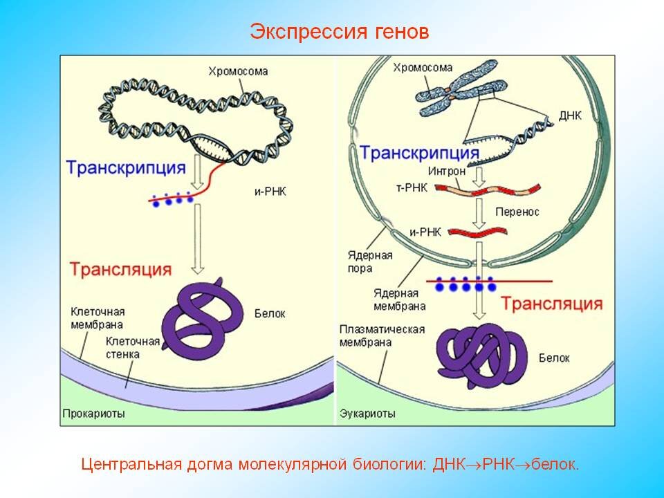 Схема транскрипции эукариот