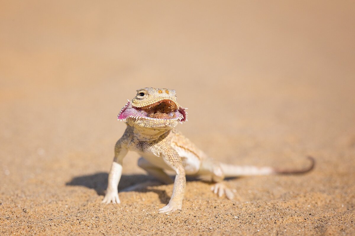 Круглоголовка в позе угрозе