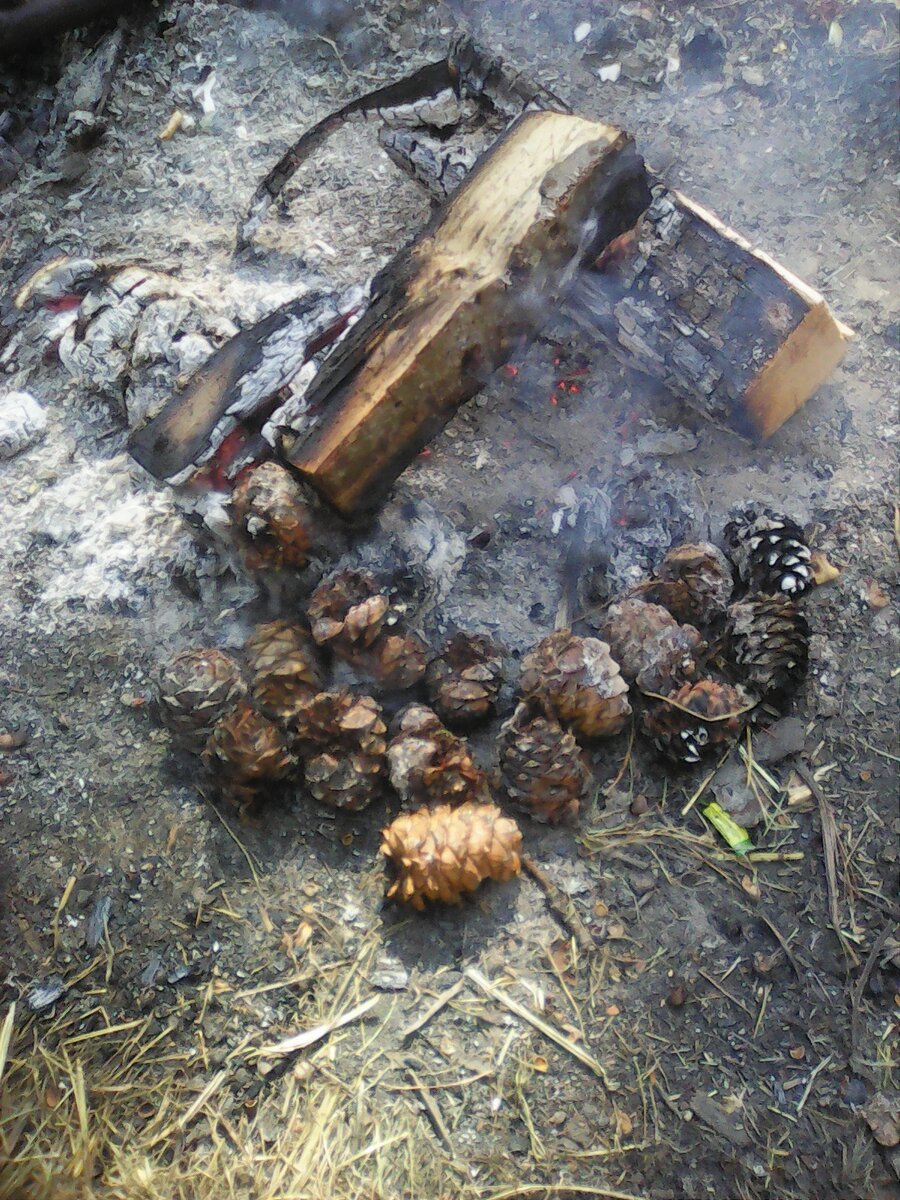 Кедровые шишки 