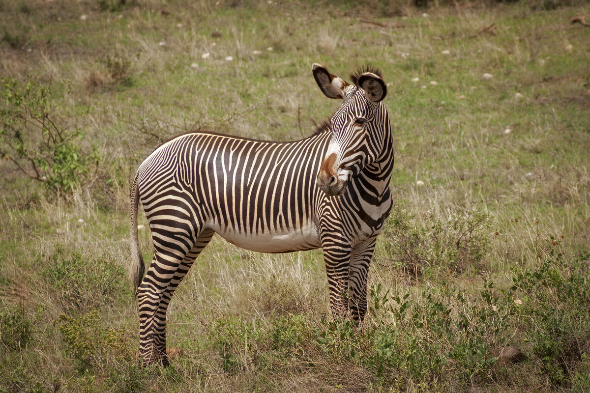 Зебра Греви в заповеднике Buffalo Springs, Кения