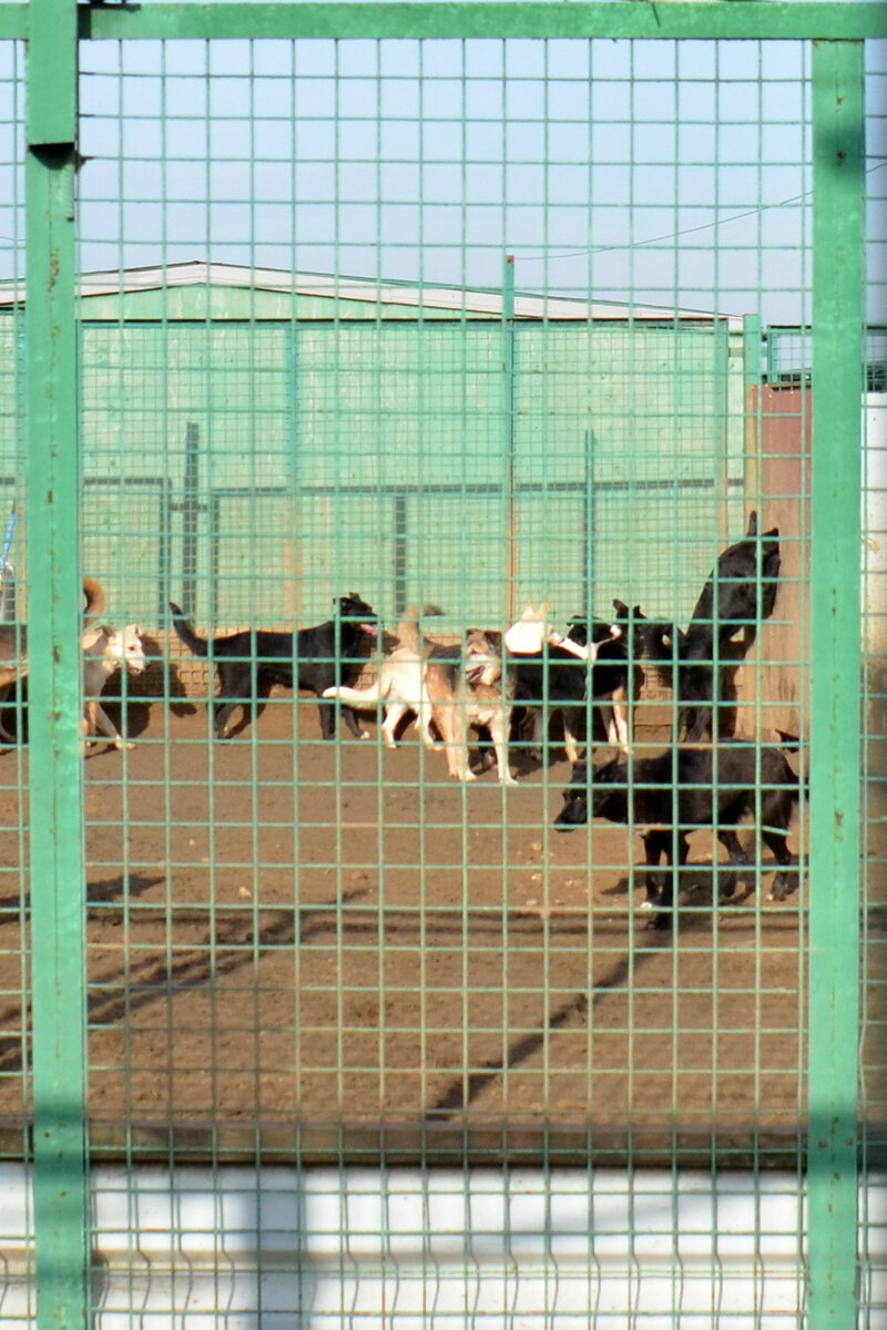 Собаки Кожуховского приюта на выгуле. Фото из личного архива