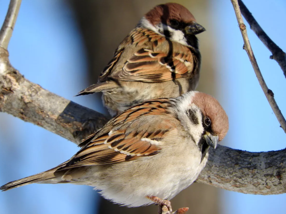 Длина тела составляет 14—18 см, масса — 21—37 г. Общая окраска оперения — сверху коричневато-бурая, ржавчинного цвета с чёрными пятнами, снизу беловатая или серая. Щёки белые, ушная область бледно-серая