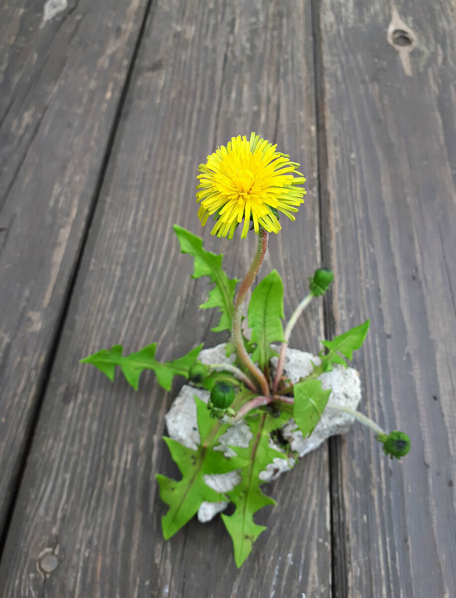 Или композицию