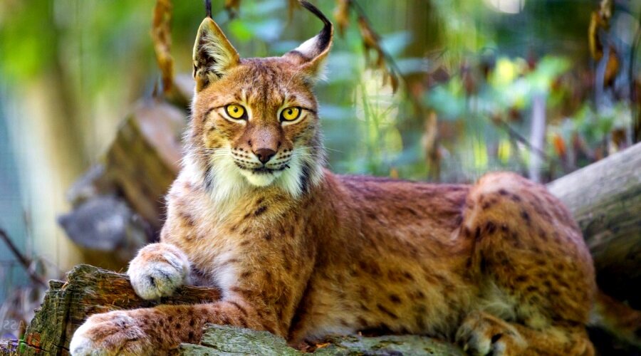 Рысь обыкновенная...