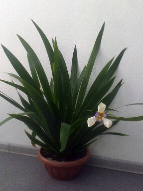 Неомарика стройная (Neomarica gracilis)