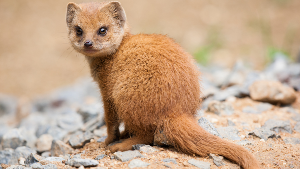 Это некрупные хищники: длина тела их тела около 60 см и масса примерно 4 кг.
Источник фото: https://www.goodfon.ru/