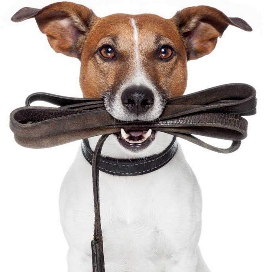 
В жизни больших городов ,часто случается ,что просто физически полтора часа прогулки не возможны по разным причинам. 
В этой статье я расскажу как в пол часа вложить максимум полезных действий.             
Первое и незаменимое в нашей прогулке будет конечно же мячик,ему нужно уделить 10 минут для разминки и разогрева. Вторые 10 минут должны быть заняты командами, ищи, лежать,переворот,обход,все что умеет делать собака,если умеет прыгать через обруч ,берём его с собой, все команды используем. Уже 20 минут ваша собака нагружена и умственно и физически.  Последние 10 минут можно потратить на свободный выгул если есть такая возможность или же на изучение новой команды. Если ничего из этого не подходит то возвращаемся к мячику, или заменяем мячик палкой,так будет больше интереса. 
И конечно же пол часа выгула мало для постоянной основы. Старайтесь уделять больше времени для хорошей,качественной прогулки! Длительные прогулки-залог психического здоровья вашей собаки!