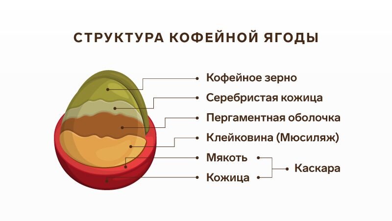 Что находится внутри кофейной ягоды