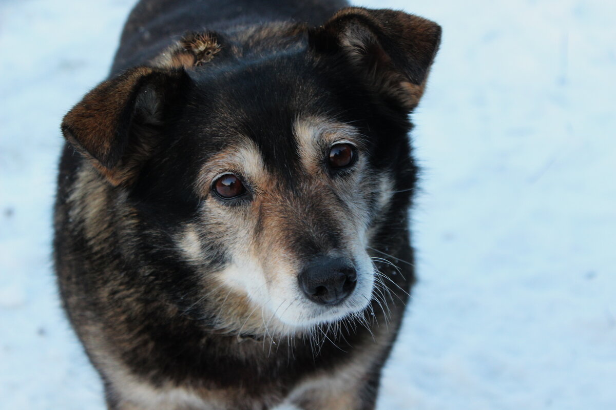 Возможно первые домашние собаки выглядели именно так, как эта милая дворняжка