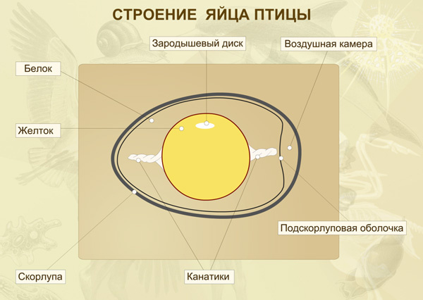 Желток куриного яйца — это гигантская яйцеклетка. Зародышевый диск — ранний зародыш; в этой же области раньше находилось ядро