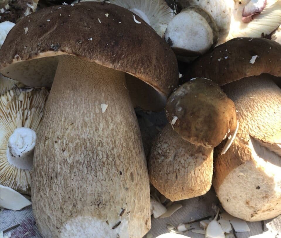 Семья Белых грибов в Карпатах/Фото:Сделано автором канала.