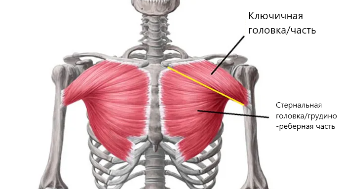 Большая грудная мышца анатомия. Pectoralis Major мышца. Pectoralis Major clavicular мышца. Ключичная часть грудной мышцы.