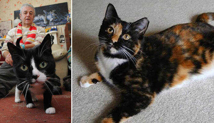 Слева: Перш. Справа: Лима. Источник: www.google.com