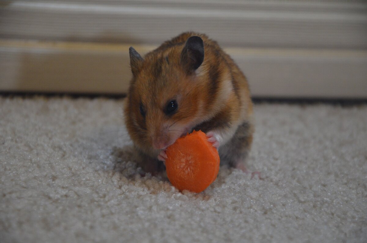 Сирийский хомячок (Mesocricetus auratus)