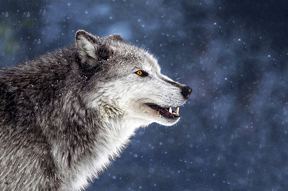 Как зимует волк: 6 особенностей из жизни лесного хищника | Приключения ...