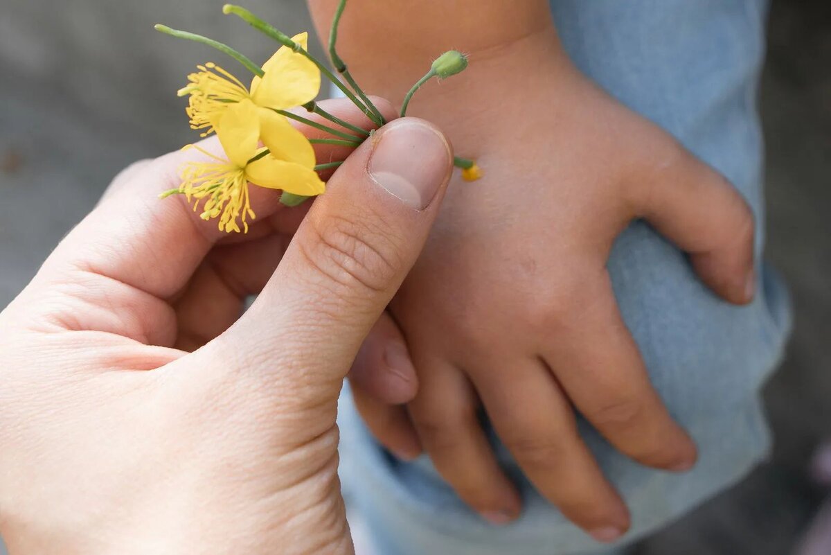 Лечение чистотелом | Источник Яндекс.Картинки