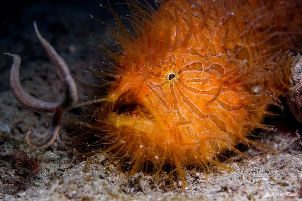 Бахромчатая черепаха матамата. Выросты у животных. Австралийская ящерица молох. Травматический ретикулит крс. Arachnura.