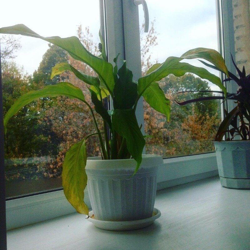 Фото https://www.instagram.com/p/8u-K3AC7UW/