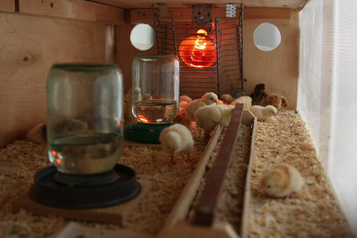 Наши первые цыплята выведенные в собственном инкубаторе.