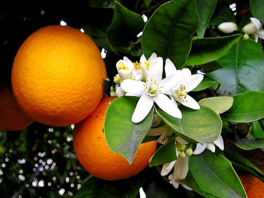 А так выглядят те самые цветки апельсина 