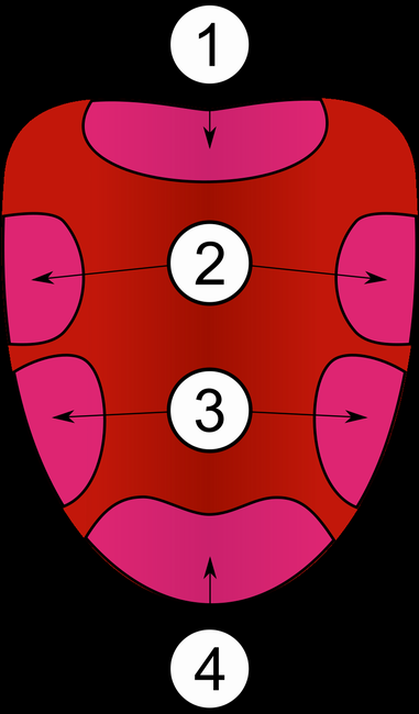 Зоны вкуса на языке