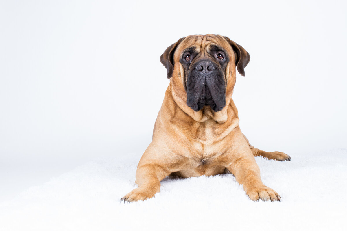 Бульмастиф
