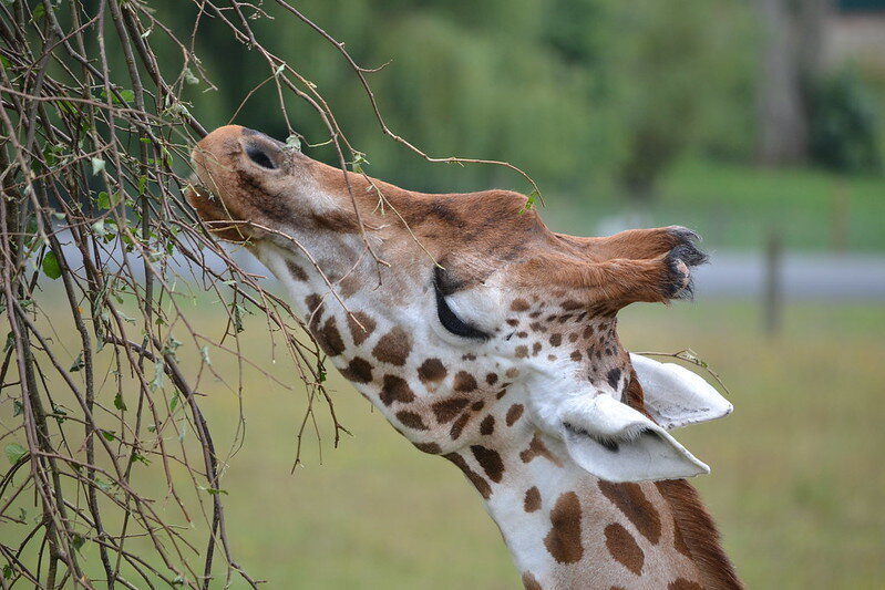 Фото: Robert Marsh/Flickr